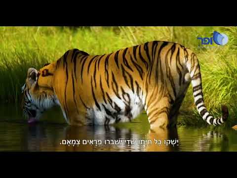תהלים - פרק ק"ד - ברכי נפשי [קליפ מרהיב] | הרב אמנון יצחק שליט״א!