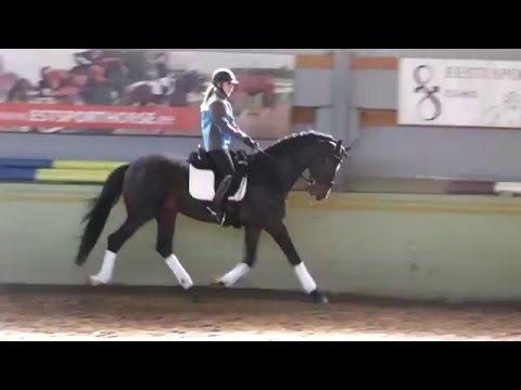 Don Bordeaux, KWPN stallion 4y old, by Bordeaux X Don Schufro