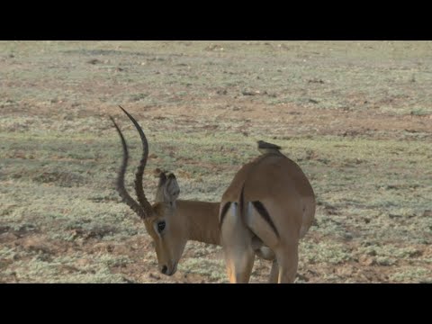 IMPALA Vs OXPECKER!