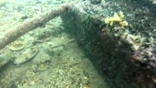 preview picture of video 'Baby Cuttlefish under Flinders Pier'