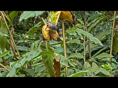 Hungry Male Red-crowned Woodpecker Shows Off Ruby Crown On The Panama Fruit Feeder – March 27, 2021
