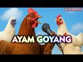 Ayam Nyanyi Jaran Goyang Versi Parodi Lucu Bikin Ngakak