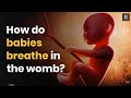 How Do Babies Breathe In The Womb?