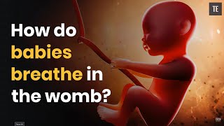 How Do Babies Breathe In The Womb?