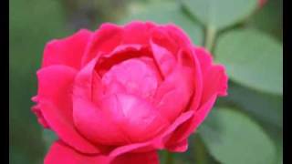 peter sommer - bleib doch heut nacht