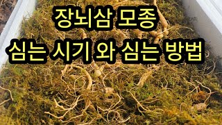 장뇌삼 모종 심는 방법 #장뇌삼 잘 키우는 방법