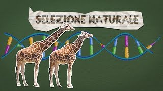 Selezione Naturale