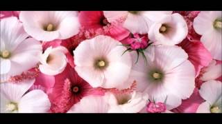 Barış Manço - Hayır