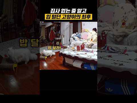 집사 없는 줄 알고 입 터진 고양이의 최후 #동물 #고양이