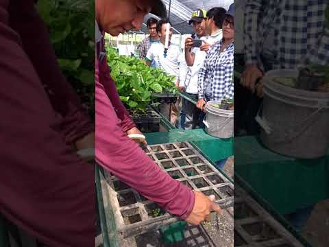 download lagu mp3 mp4 Granadilla Vs Maracuya, download lagu Granadilla Vs Maracuya gratis, unduh video klip Granadilla Vs Maracuya