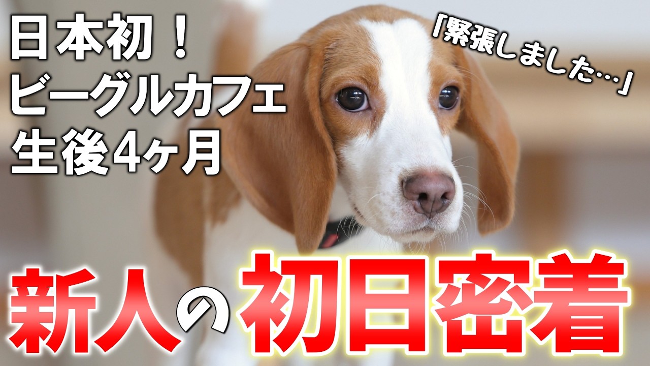 【小さな挑戦】新人ビーグル、はじめてのお仕事
