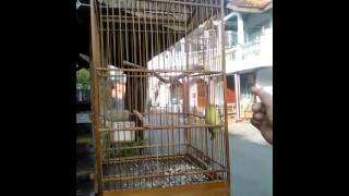 preview picture of video 'Burung sirtu gacor Cikondang punya'