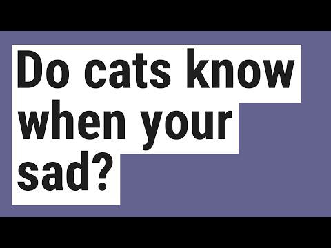 Do cats know when your sad?