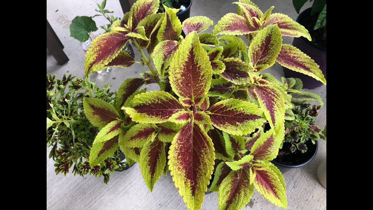 Propagate Coleus to Get More