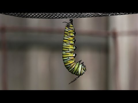 Monarch Caterpillar Changes to a Chrysalis