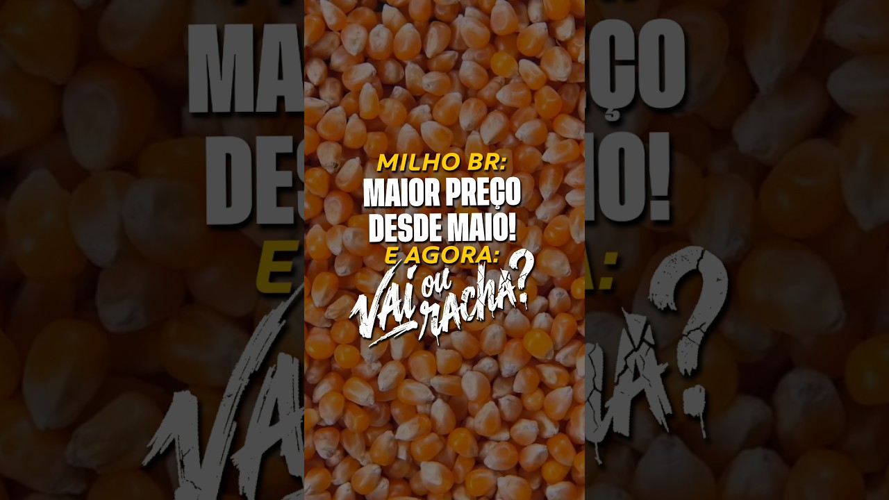 MILHO BR: MAIOR PREÇO DESDE MAIO! E AGORA: VAI OU RACHA?