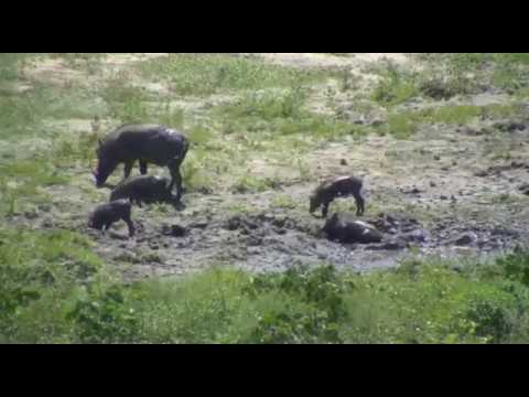 Jan 24, 2017- Djuma Dam Cam- Mom Warthog Brings Babies for Play In The Mud Time