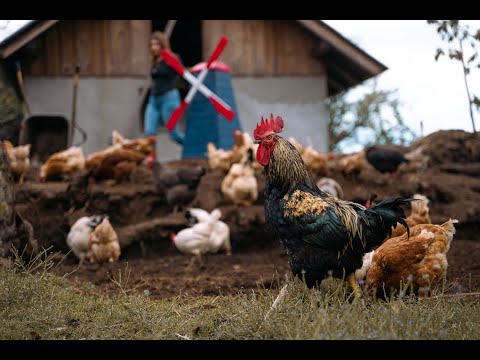 Alo!Stari x @EMKEJ_WUDISBAN - Nea guši