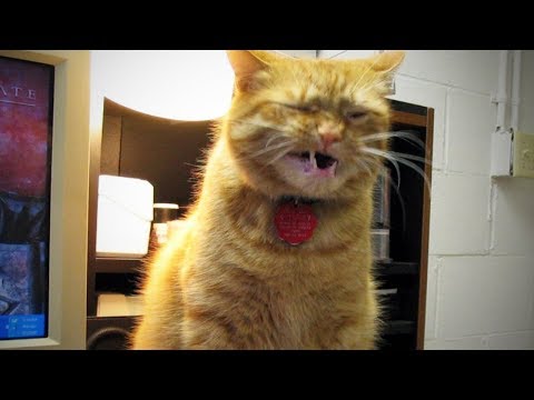 Funny Sneezing Cats 😹 Cats Can't Stop Sneezing  (Full) [Funny Pets]