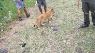 preview picture of video 'Walking with lions - Casela Park at Mauritius'