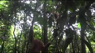 preview picture of video 'Sumatra Adventure 3 - Meeting an Orangutan'