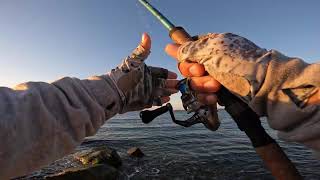 Bass blitz !!! Striped bass surf fishing at Orient Point Long Island on Oct 21.
