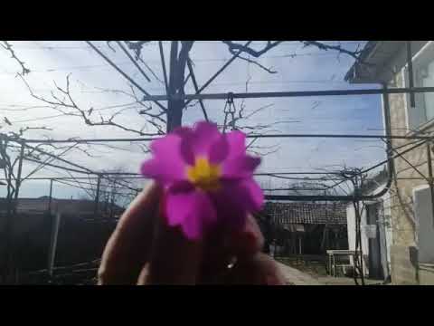 Flowers from Bulgaria