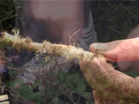Oliver Stanojević (travar sa Tare) - Lekovito bilje - Vodopija (cikorija)