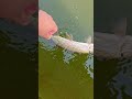 Video Thumbnail for Pike Fishing #pikefishing #shorts #fishing