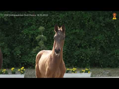 Lot 4: Hengstfohlen v. Floricello/Rosengold