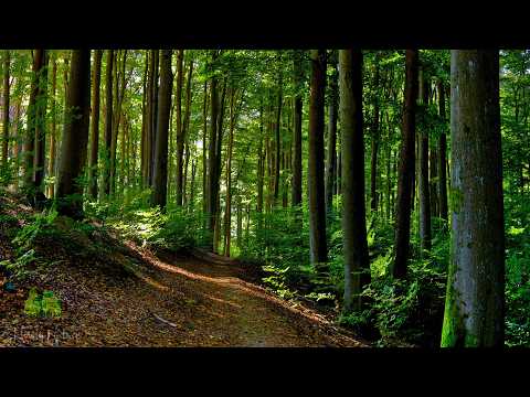 🌳 4K - Relaxing Nature Sounds For Stress Relief, Forest Sounds, Bird Song, No AI