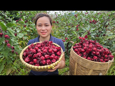 Harvesting RED ATISO FLOWER Goes to market sell - Build Garden - Live with nature