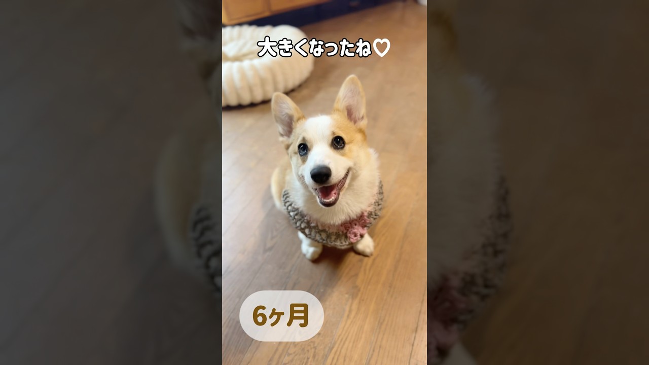 コーギーレナ🐶1か月→6か月こんなに大きくなりました‎ܾ ܾ 🌷´-成長がすごい✨ #コーギーのいる暮らし #コーギー多頭飼い