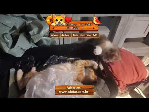 Vídeo de sofia (tricolor) e robin (dourado)