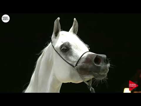 N.74 QUESTURAT AL FAWAZ - Paris 2018 - Senior Mares (Class CM 3B)