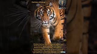 Download lagu Story wa ciri fisik sang pewaris sifat khodam harimau loreng siliwangi terbaru 2021 🙏🙏 mp3 Download lagu Story wa ciri fisik sang pewaris sifat khodam harimau loreng siliwangi terbaru 2021 🙏🙏 mp3