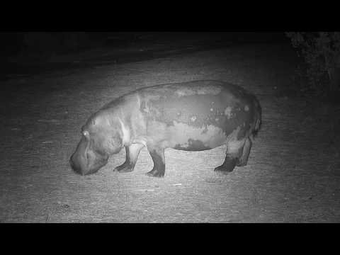 Djuma: Lone Hippo arriving - 00:30 - 10/18/19