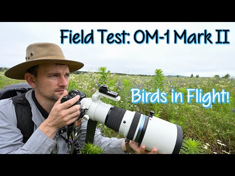 OM System OM-1 Mark II Bird Photography Field Test | Birds in Flight at the Grasslands