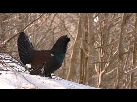 GALLO CEDRONE - Western Capercaillie (Tetrao urogallus)