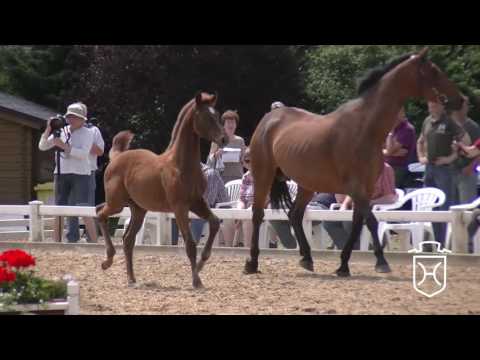 B066 Stutfohlen von Dinken - Limbus - Calypso IV