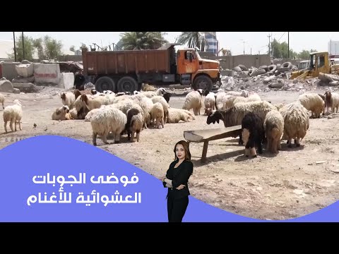 فيديو | بين الحاجة الاقتصادية والفوضى البيئية الجوبات العشوائية للأغنام