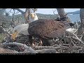 Big Bear Eagle Cam 12 06 19 11 05 A M