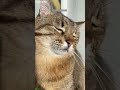 Cute Animals Kitten Meowing Cute Part 1821