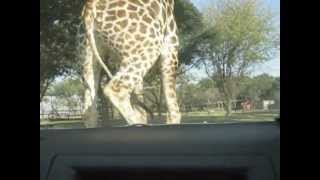 preview picture of video 'Herding Giraffe in South Africa'