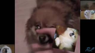 Gabe All I want for Christmas is You