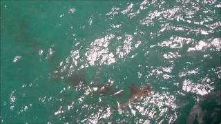 preview picture of video 'Juno Beach Fishing Pier Barracuda eats Bonita'