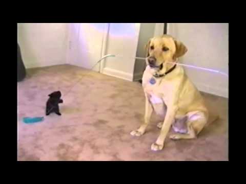 Tiny Kitten And Labrador Play (nowtelugu.com)