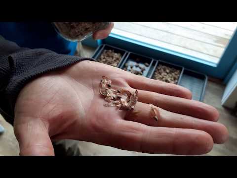 How to grow a Scots pine forest