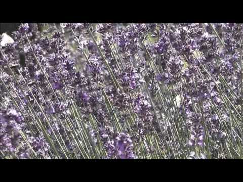 DRUHÁ TRÁVA ???? Jaromír Nohavica ????83