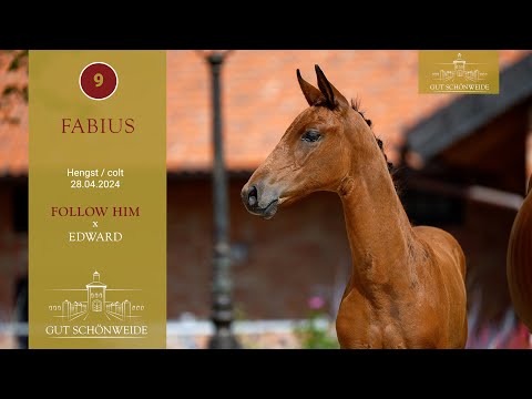 1. Gut Schönweide ONLIVE Fohlenauktion Lot 09 Fabius Hengst v. Follow Him - Edward